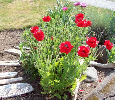 Poppies on the harder, dryer side