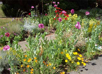 Poppies popping abundantly