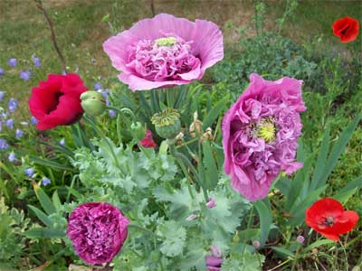 Poppies of all shapes and sizes