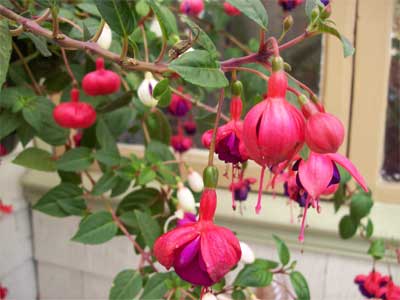 The Fuschia is in it's prime