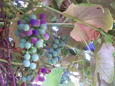 The grapes are beginning to ripen