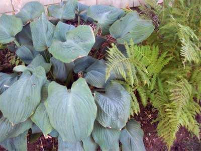 The hostas are wrapping it up for another year