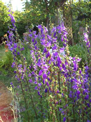 Earlier they were a riot of purple around the garden
