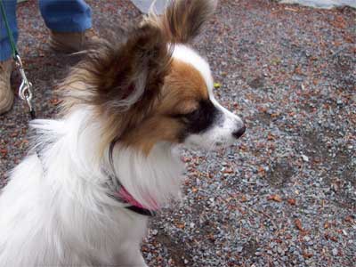 The Papillon