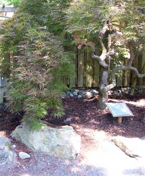 A beautiful 100 year old Japanese Maple