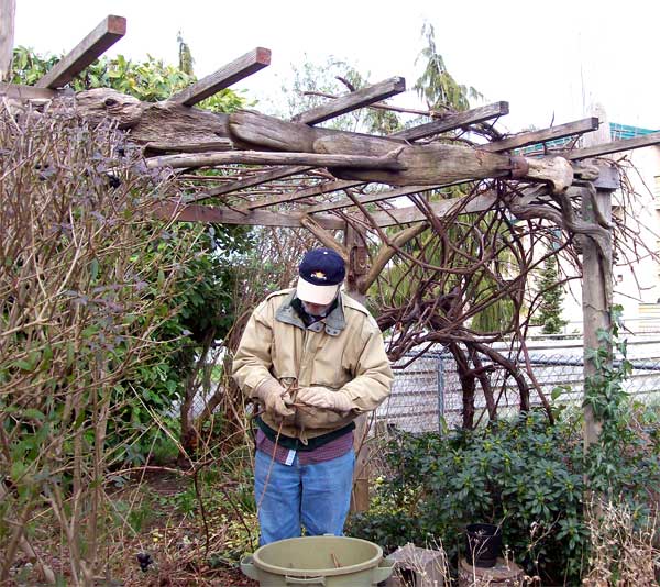 bill-pruning-grapes