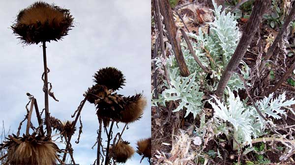 cardoon-double-shot
