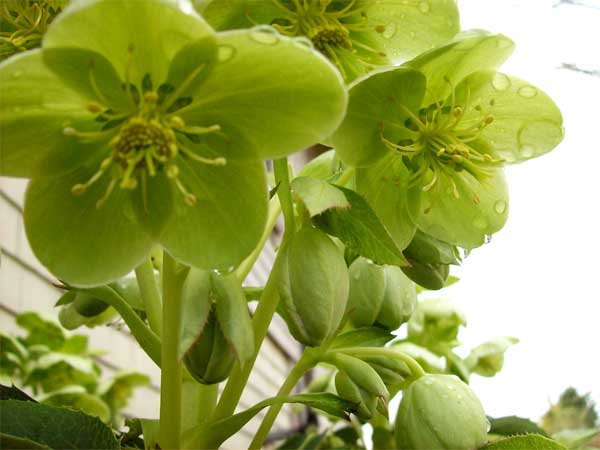 hellebore