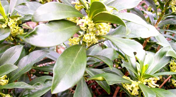 mock-orange