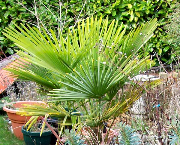 palm-tree