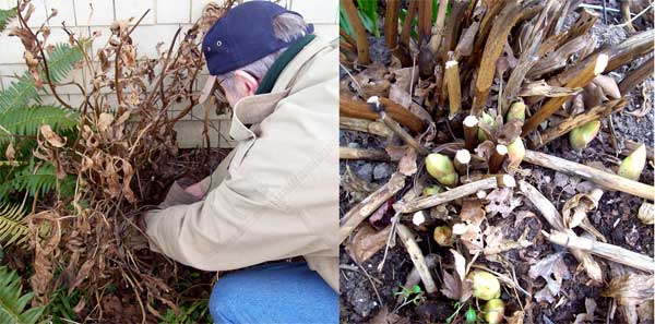 peony-pruning