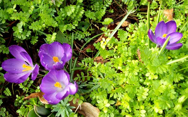 purple-crocus