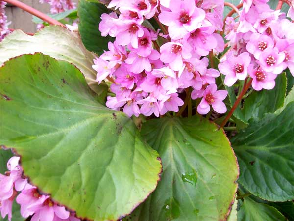 bergenia-2