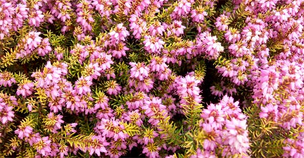 heather