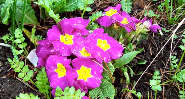 polyanthus