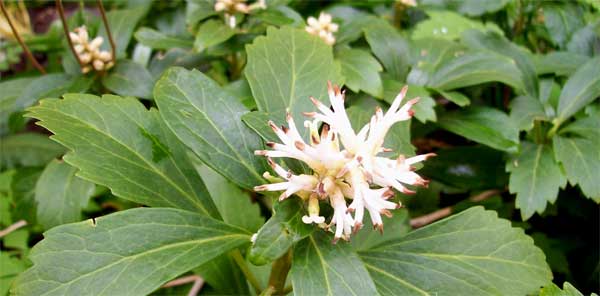 spurge1