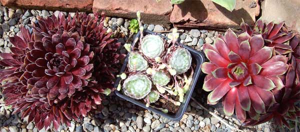 succulents succulents
