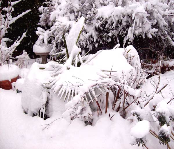 palm-under-snow