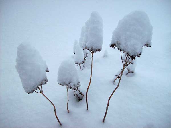 snow-flowers-cls-up