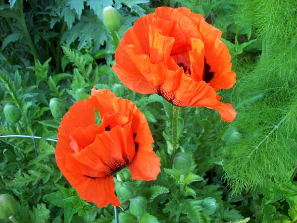 poppies-and-fennel