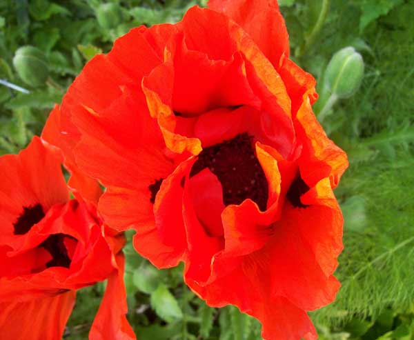poppy-closeup