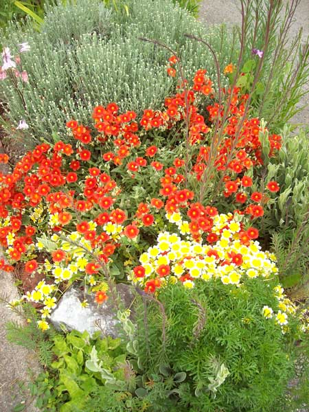 rock-rose