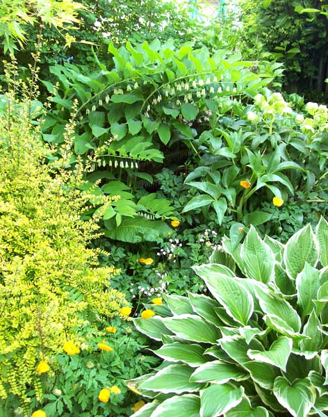 shade-garden