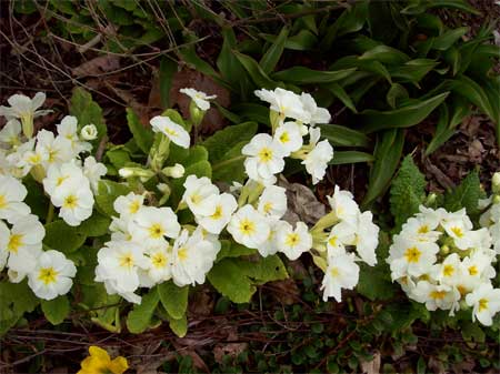 polyanthus