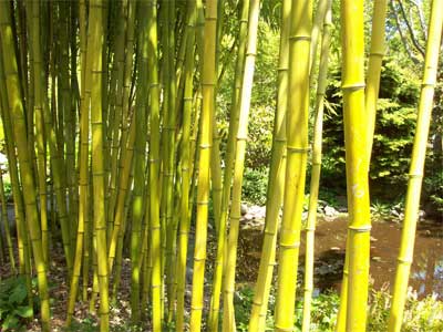 A stand of bamboo