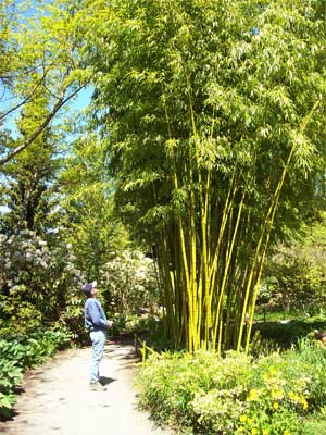 bamboo2 bamboo2