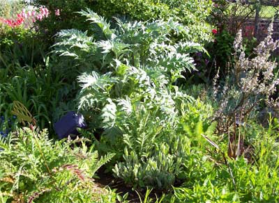 cardoon Our Cardoon (May 18)