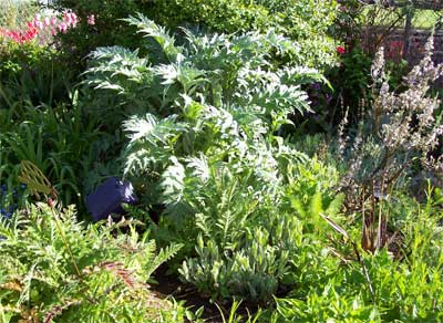 Our Cardoon (May 18)