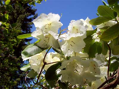 creamy rhodos Rhodos in the sunlight