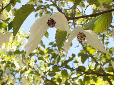 Dove tree blossoms