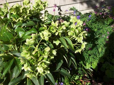 Hellebore (Peeking out from behind it, a Native Bleeding Heart)