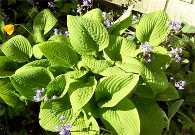 hosta My fave Hosta, which later becomes a beautiful blue.