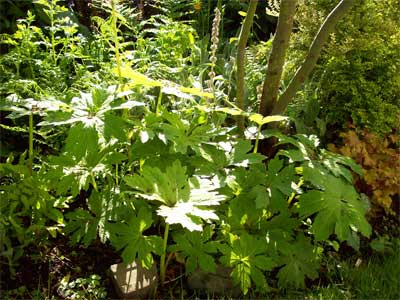 mystery plant Mystery Plant?