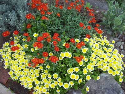 Rock Rose and Fried Egg plants in the front garden