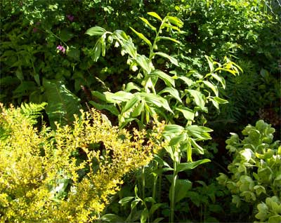 And suddenly, a Solomon's Seal