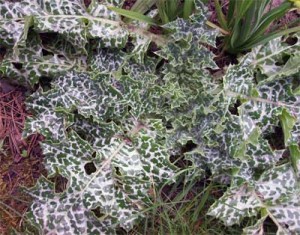 Varigated thistle A gift from the birds