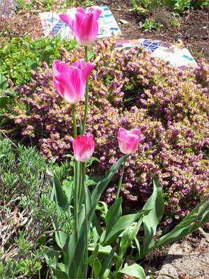 Happy tulips in the freshly weeded garden