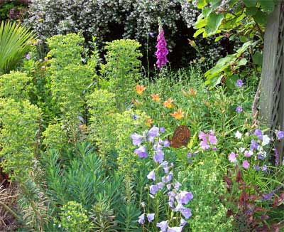euphorbia and foxglove The foxglove self seeded and the Humming birds love it.