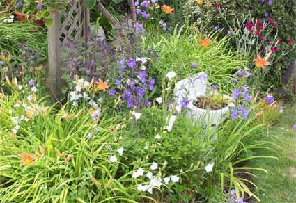 diversity A bit of the serendipitous garden