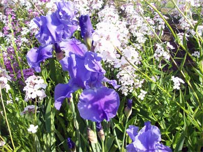 flox_iris The flox among the iris