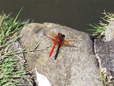 A beautiful crimson dragonfly by the lagoon in Beacon Hill Park