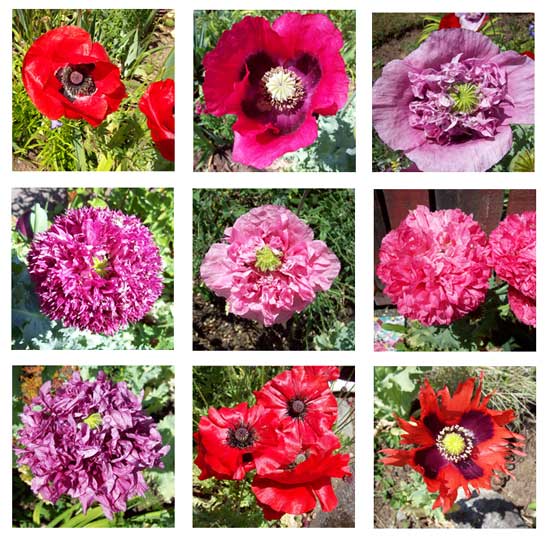poppies Nine of the eleven varieties that mysteriously appeared