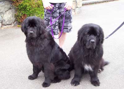 A pair of beautiful Newfoundlanders