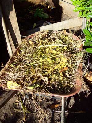 weed barrow The pre-composted weeds