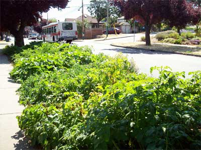 Potatoes and squash sprawling over the curb