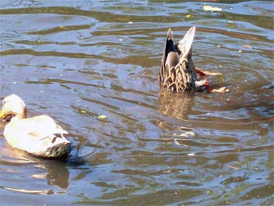 ducks Upturned duck